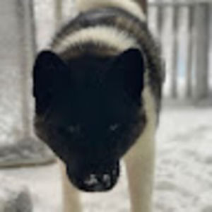 Meet your Posher, Thomas